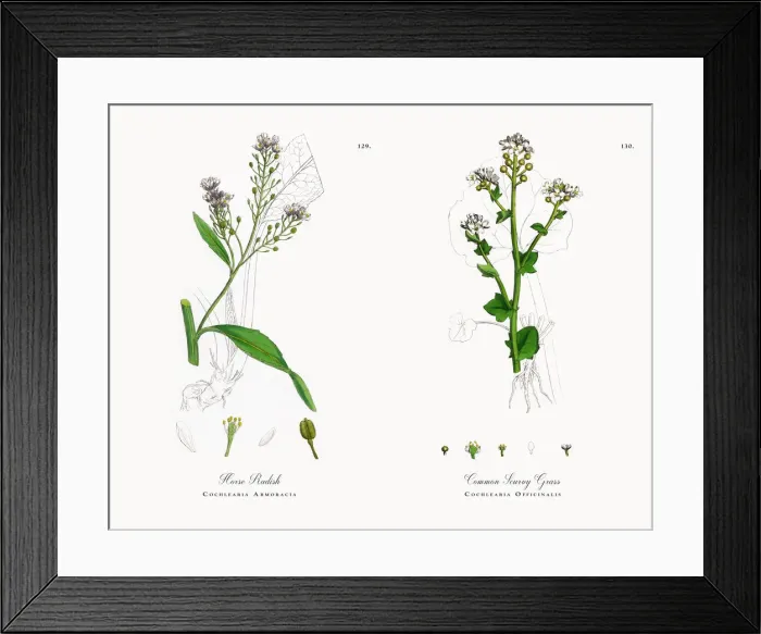 Framed Print : Horse Radish, Cochlearia Armoracia, Victorian Botanical Illustration, 1863 Framed Print : Horse Radish, Cochlearia Armoracia, Victorian Botanical Illustration, 1863
