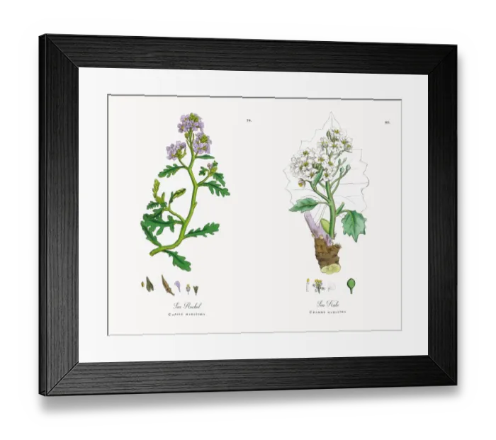 Framed Print : Sea Rocket, Cakile maritima, Victorian Botanical Illustration, 1863 Framed Print : Sea Rocket, Cakile maritima, Victorian Botanical Illustration, 1863