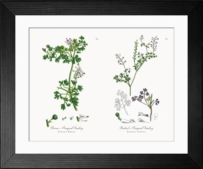 Framed Print : Boreauas Rampant Fumitory, Fumaria Boraei, Victorian Botanical Illustration, 1863 Framed Print : Boreauas Rampant Fumitory, Fumaria Boraei, Victorian Botanical Illustration, 1863