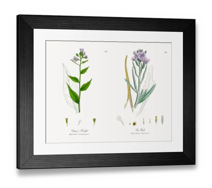 Framed Print : Dameas Rocket, Hesperis matronalis, Victorian Botanical Illustration, 1863 Framed Print : Dameas Rocket, Hesperis matronalis, Victorian Botanical Illustration, 1863