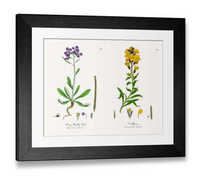 Framed Print : Hoary Shrubby Stock, Matthiola Incana, Victorian Botanical Illustration, 1863 Framed Print : Hoary Shrubby Stock, Matthiola Incana, Victorian Botanical Illustration, 1863