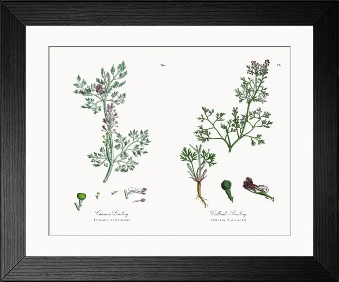 Framed Print : Common Fumitory, Fumaria officinalis, Victorian Botanical Illustration, 1863 Framed Print : Common Fumitory, Fumaria officinalis, Victorian Botanical Illustration, 1863