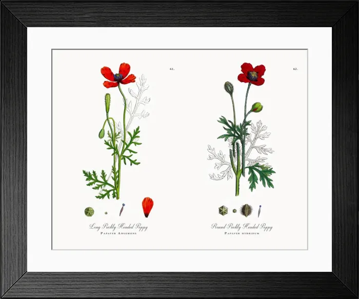 Framed Print : Prickly Headed Poppy, Papaver Argemone, Victorian Botanical Illustration, 1863 Framed Print : Prickly Headed Poppy, Papaver Argemone, Victorian Botanical Illustration, 1863