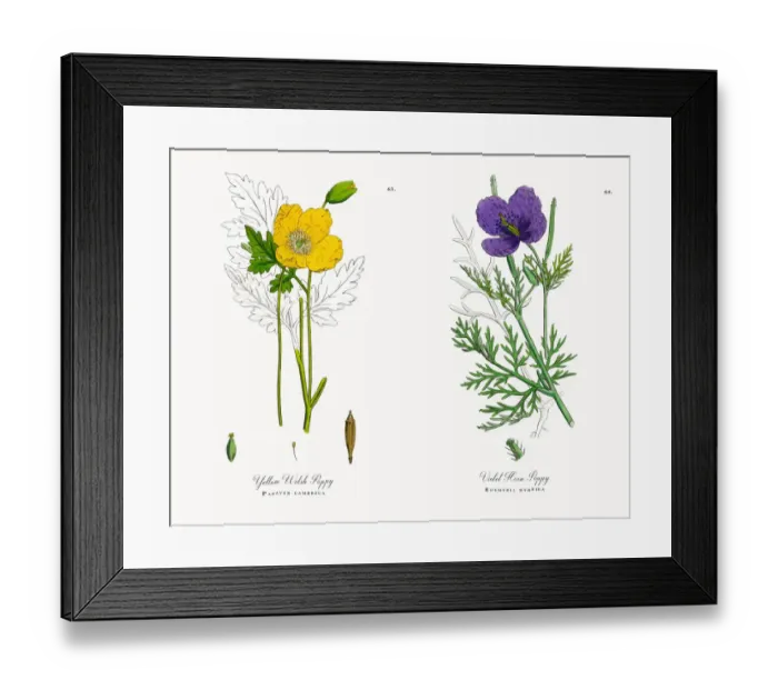 Framed Print : Yellow Welsh Poppy, Papaver cambrica, Victorian Botanical Illustration, 1863 Framed Print : Yellow Welsh Poppy, Papaver cambrica, Victorian Botanical Illustration, 1863