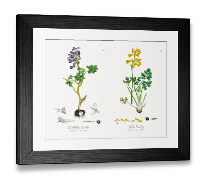 Framed Print : Solid Bulbous Fumitory, Corydalis solida, Victorian Botanical Illustration, 1863 Framed Print : Solid Bulbous Fumitory, Corydalis solida, Victorian Botanical Illustration, 1863