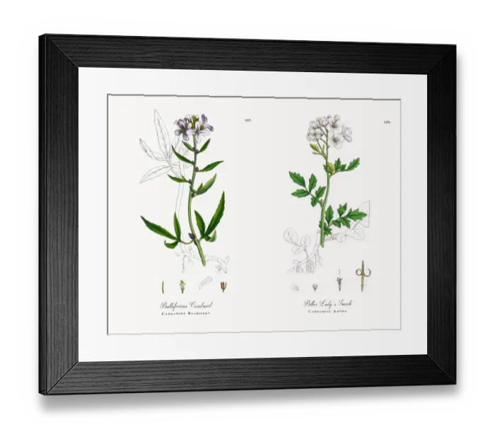 Framed Print : Bulbiferious Coralwort, Cardamine Bulbifera, Victorian Botanical Illustration, 1863 Framed Print : Bulbiferious Coralwort, Cardamine Bulbifera, Victorian Botanical Illustration, 1863