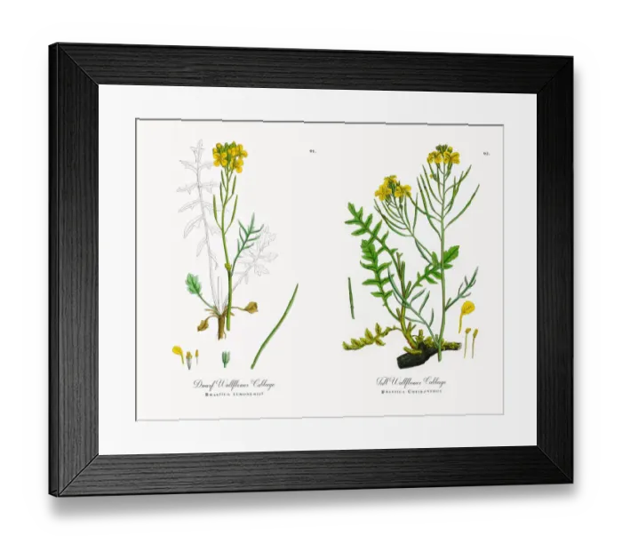 Framed Print : Dwarf Wallflower Cabbage, Brassica eumonensis, Victorian Botanical Illustration, 1863 Framed Print : Dwarf Wallflower Cabbage, Brassica eumonensis, Victorian Botanical Illustration, 1863