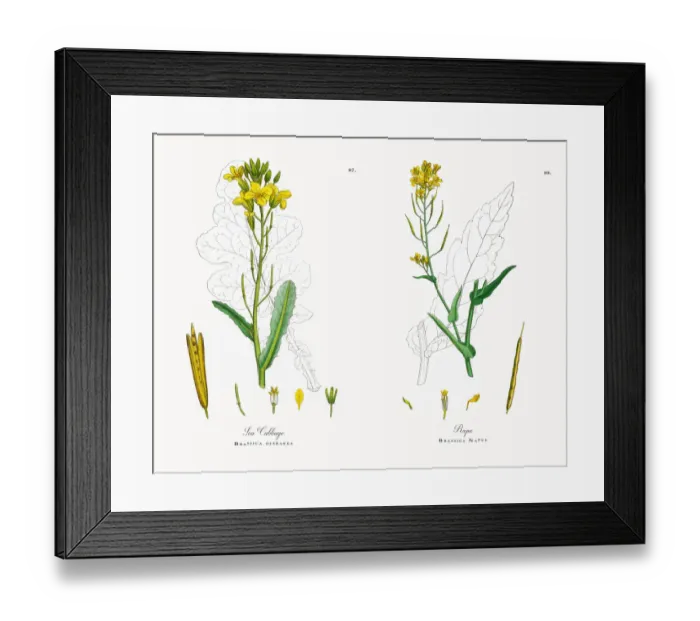 Framed Print : Sea Cabbage, Brassica oleracea, Victorian Botanical Illustration, 1863 Framed Print : Sea Cabbage, Brassica oleracea, Victorian Botanical Illustration, 1863