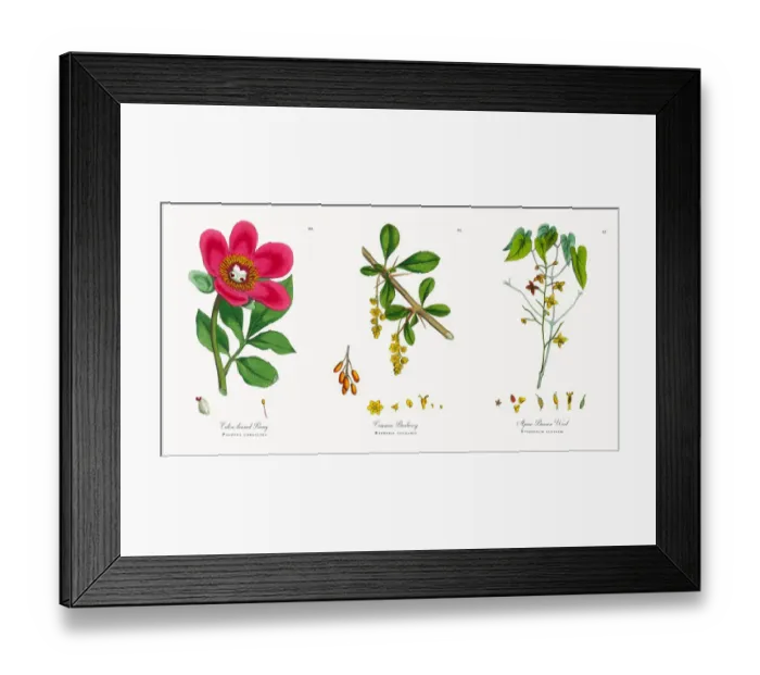 Framed Print : Entire-leaved Peony, Paeonia corallina, Victorian Botanical Illustration, 1863 Framed Print : Entire-leaved Peony, Paeonia corallina, Victorian Botanical Illustration, 1863