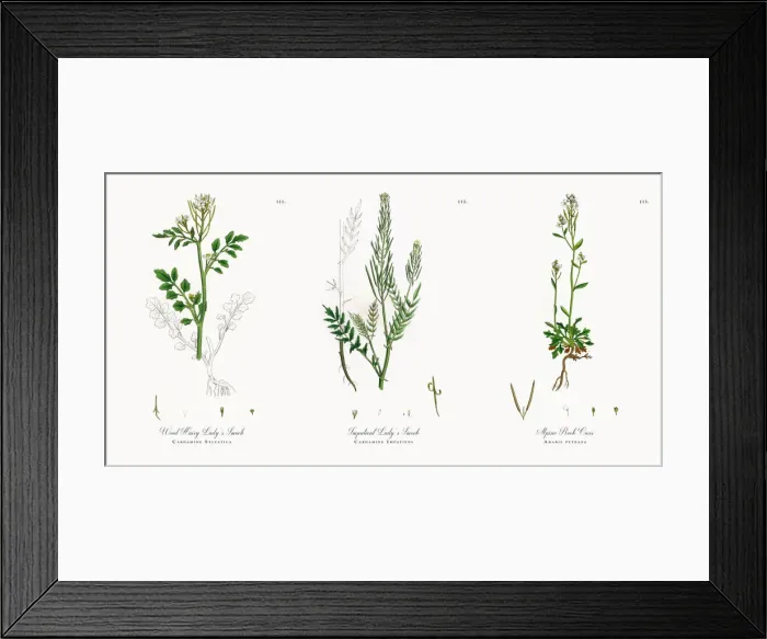 Framed Print : Wood Hairy Ladyas Smock, Cardamine Sylvatica, Victorian Botanical Illustration, 1863 Framed Print : Wood Hairy Ladyas Smock, Cardamine Sylvatica, Victorian Botanical Illustration, 1863