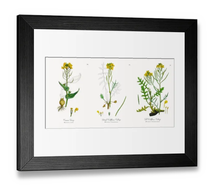 Framed Print : Common Turnip, Brassica rapa, Victorian Botanical Illustration, 1863 Framed Print : Common Turnip, Brassica rapa, Victorian Botanical Illustration, 1863