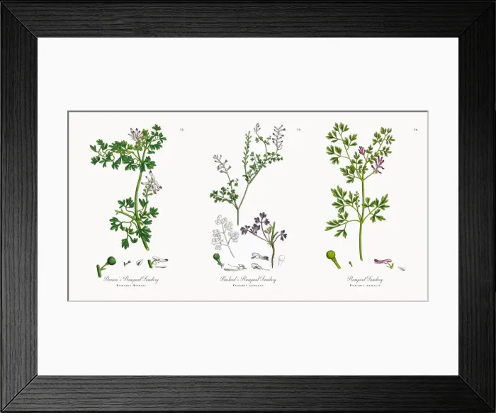 Framed Print : Boreauas Rampant Fumitory, Fumaria Boraei, Victorian Botanical Illustration, 1863 Framed Print : Boreauas Rampant Fumitory, Fumaria Boraei, Victorian Botanical Illustration, 1863
