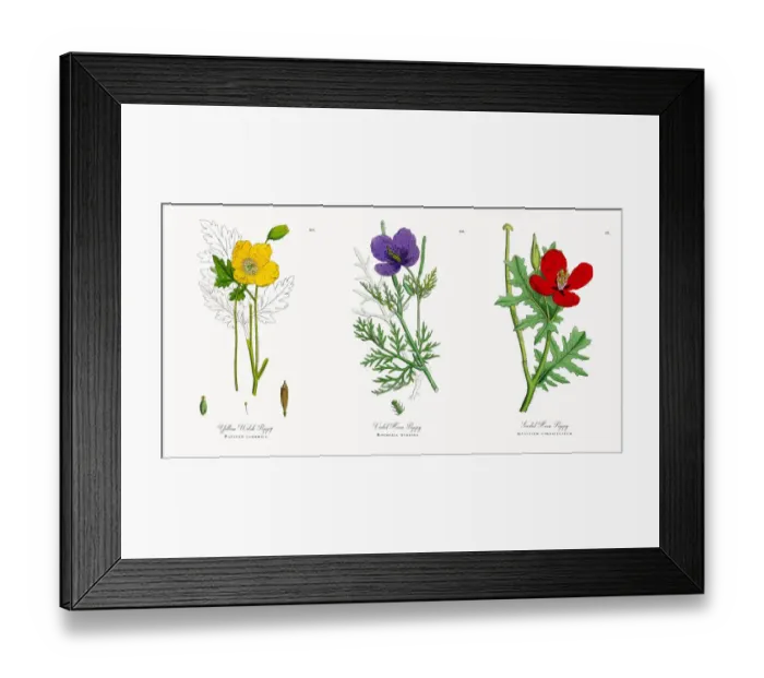 Framed Print : Yellow Welsh Poppy, Papaver cambrica, Victorian Botanical Illustration, 1863 Framed Print : Yellow Welsh Poppy, Papaver cambrica, Victorian Botanical Illustration, 1863