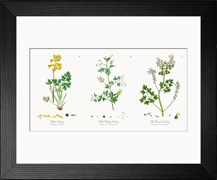 Framed Print : Yellow Fumitory, Corydalis Lutea, Victorian Botanical Illustration, 1863 Framed Print : Yellow Fumitory, Corydalis Lutea, Victorian Botanical Illustration, 1863