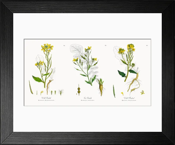 Framed Print : Wild Radish, Raphanus Raphanistrum, Victorian Botanical Illustration, 1863 Framed Print : Wild Radish, Raphanus Raphanistrum, Victorian Botanical Illustration, 1863