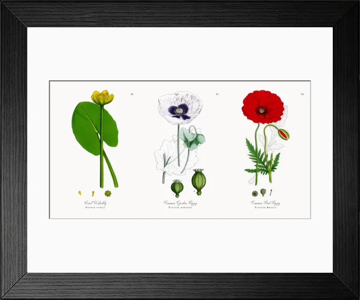 Framed Print : Least Waterlily, Nuphar pumila, Victorian Botanical Illustration, 1863 Framed Print : Least Waterlily, Nuphar pumila, Victorian Botanical Illustration, 1863