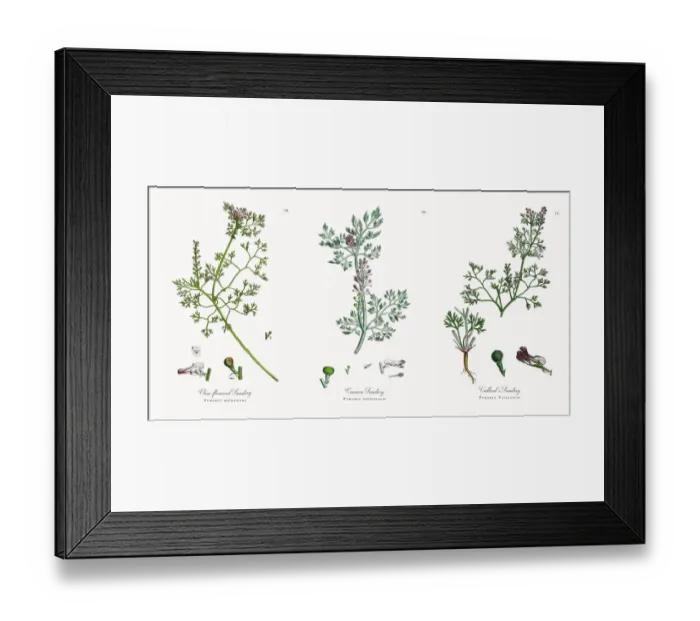 Framed Print : Close-flowered Fumitory, Fumaria micrantha, Victorian Botanical Illustration, 1863 Framed Print : Close-flowered Fumitory, Fumaria micrantha, Victorian Botanical Illustration, 1863
