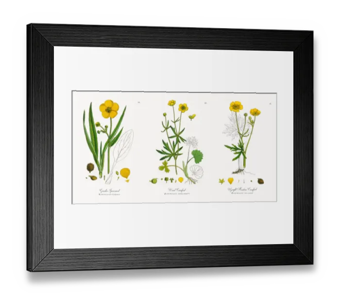 Framed Print : Greater Spearwort, Ranunculus Lingua, Victorian Botanical Illustration, 1863 Framed Print : Greater Spearwort, Ranunculus Lingua, Victorian Botanical Illustration, 1863