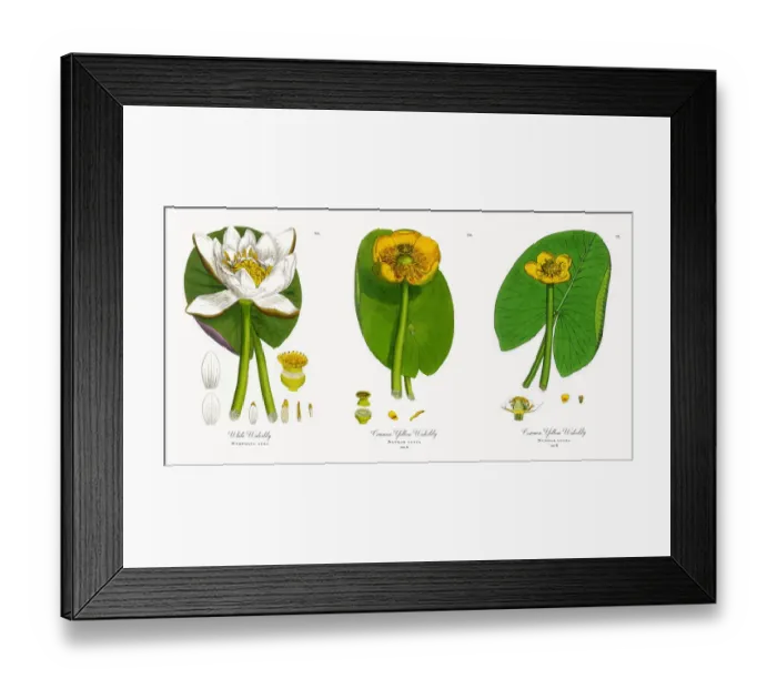 Framed Print : White Waterlily, Nymphaea alba, Victorian Botanical Illustration, 1863 Framed Print : White Waterlily, Nymphaea alba, Victorian Botanical Illustration, 1863