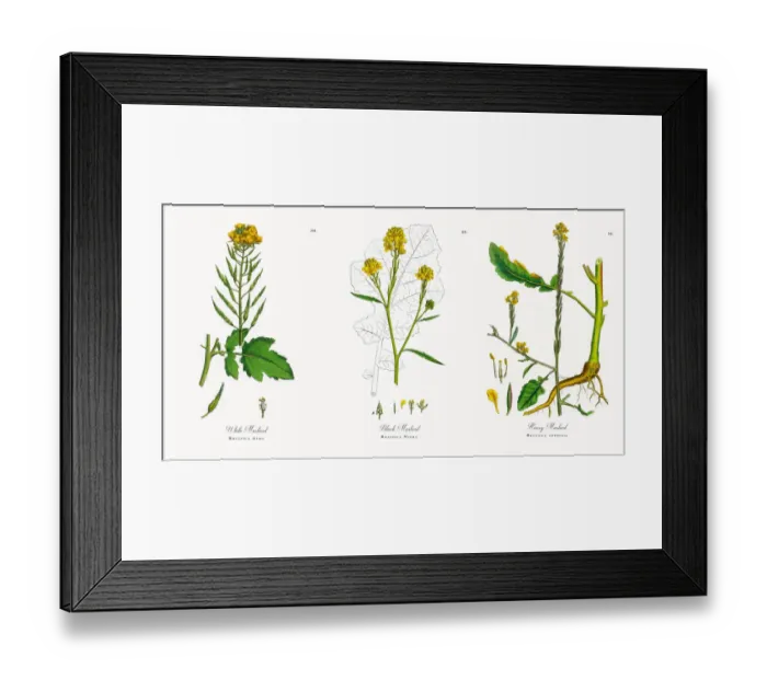 Framed Print : White Mustard, Brassica Alba, Victorian Botanical Illustration, 1863 Framed Print : White Mustard, Brassica Alba, Victorian Botanical Illustration, 1863