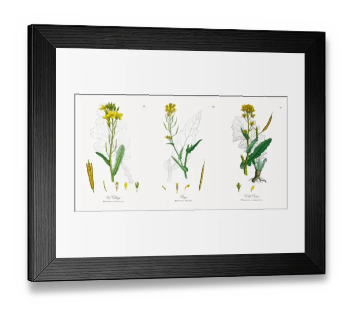 Framed Print : Sea Cabbage, Brassica oleracea, Victorian Botanical Illustration, 1863 Framed Print : Sea Cabbage, Brassica oleracea, Victorian Botanical Illustration, 1863