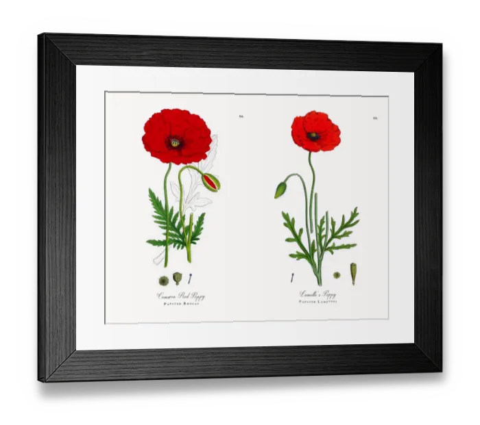Framed Print : Common Red Poppy, Papaver Rhoeas, Victorian Botanical Illustration, 1863 Framed Print : Common Red Poppy, Papaver Rhoeas, Victorian Botanical Illustration, 1863
