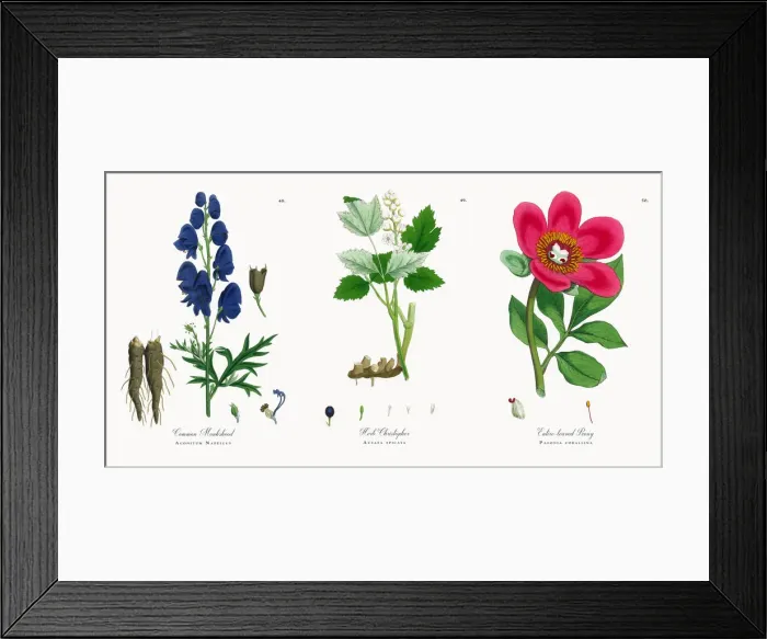 Framed Print : Common Monkshood, Aconitum Napellus, Victorian Botanical Illustration, 1863 Framed Print : Common Monkshood, Aconitum Napellus, Victorian Botanical Illustration, 1863