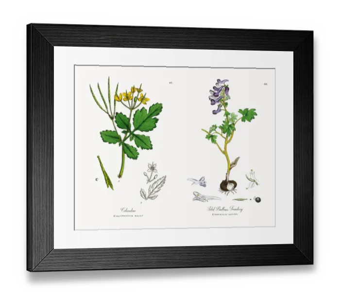 Framed Print : Celandine, Chelidonium majus, Victorian Botanical Illustration, 1863 Framed Print : Celandine, Chelidonium majus, Victorian Botanical Illustration, 1863