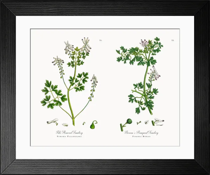 Framed Print : Pale Flowered Fumitory, Fumaria Pallidiflora, Victorian Botanical Illustration, 1863 Framed Print : Pale Flowered Fumitory, Fumaria Pallidiflora, Victorian Botanical Illustration, 1863