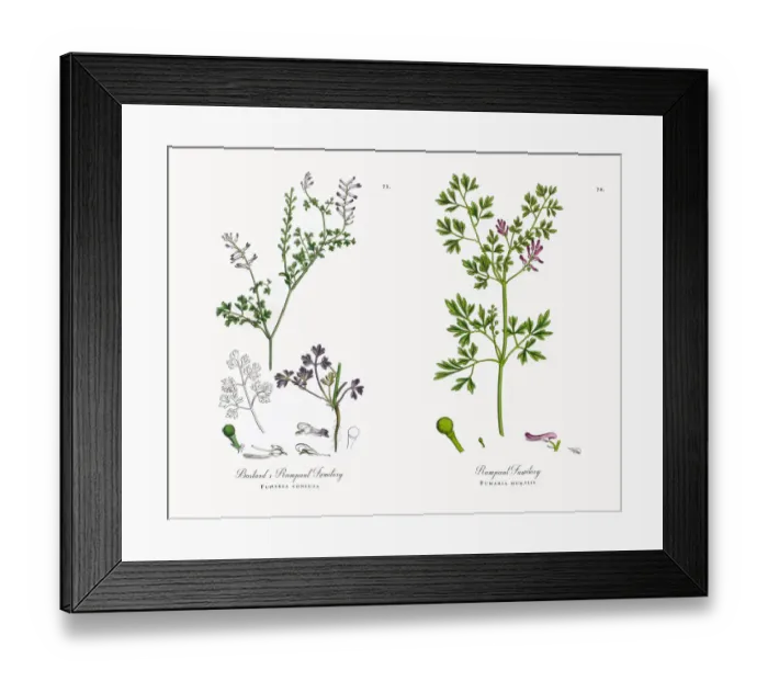 Framed Print : Bastardas Rampant Fumitory, Fumaria confusa, Victorian Botanical Illustration, 1863