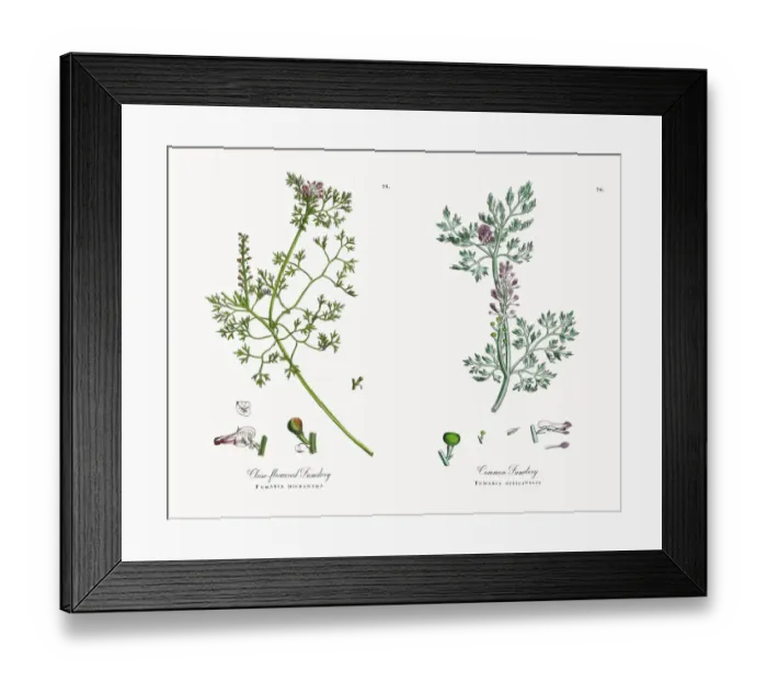 Framed Print : Close-flowered Fumitory, Fumaria micrantha, Victorian Botanical Illustration, 1863 Framed Print : Close-flowered Fumitory, Fumaria micrantha, Victorian Botanical Illustration, 1863