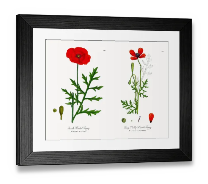 Framed Print : Smooth Headed Poppy, Papaver Lecoqii, Victorian Botanical Illustration, 1863