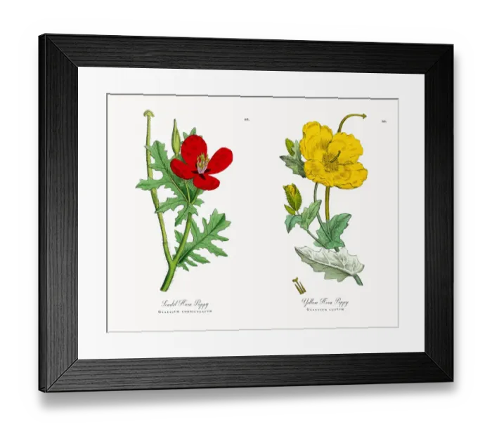 Framed Print : Scarlet Horn Poppy, Glaucium corniculatum, Victorian Botanical Illustration, 1863 Framed Print : Scarlet Horn Poppy, Glaucium corniculatum, Victorian Botanical Illustration, 1863