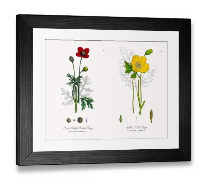 Framed Print : Prickly Headed Poppy, Papaver hybridum, Victorian Botanical Illustration, 1863 Framed Print : Prickly Headed Poppy, Papaver hybridum, Victorian Botanical Illustration, 1863