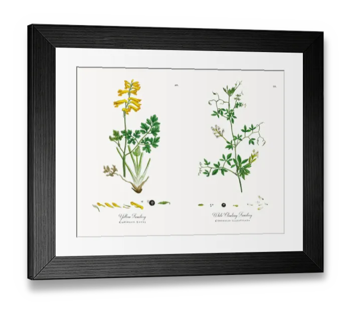 Framed Print : Yellow Fumitory, Corydalis Lutea, Victorian Botanical Illustration, 1863 Framed Print : Yellow Fumitory, Corydalis Lutea, Victorian Botanical Illustration, 1863