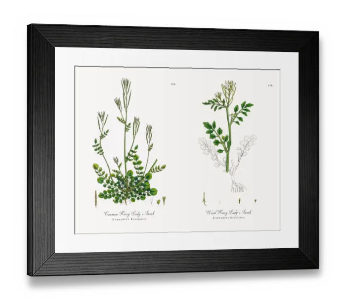 Framed Print : Common Hairy Ladyas Smock, Cardamine Euhirsuta, Victorian Botanical Illustration, 1863 Framed Print : Common Hairy Ladyas Smock, Cardamine Euhirsuta, Victorian Botanical Illustration, 1863