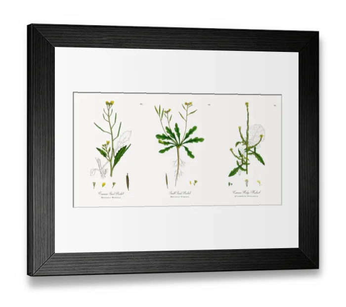 Framed Print : Common Sand Rocket, Brassica Muralis, Victorian Botanical Illustration, 1863 Framed Print : Common Sand Rocket, Brassica Muralis, Victorian Botanical Illustration, 1863