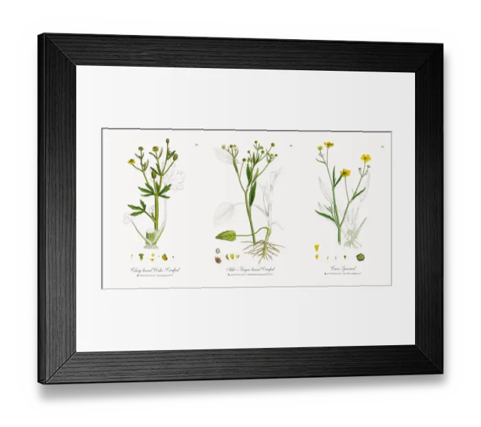 Framed Print : Celery-leaved Water Crowfoot, Ranunculus sceleratus, Victorian Botanical Illustration, 1863 Framed Print : Celery-leaved Water Crowfoot, Ranunculus sceleratus, Victorian Botanical Illustration, 1863