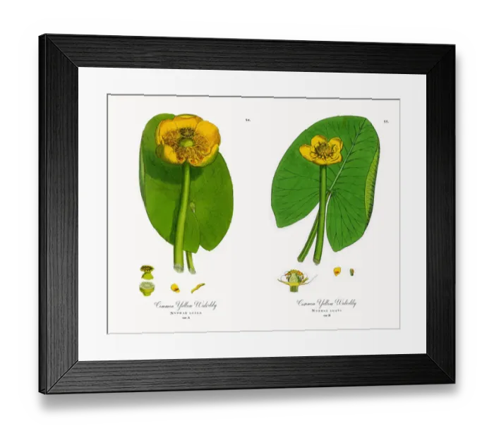Framed Print : Common Yellow Waterlily, Nuphar lutea, Victorian Botanical Illustration, 1863 Framed Print : Common Yellow Waterlily, Nuphar lutea, Victorian Botanical Illustration, 1863