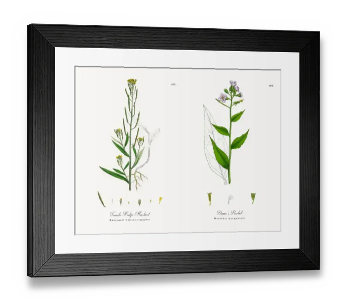 Framed Print : Treacle Hedge Mustard, Erysimum Cheiranthoides, Victorian Botanical Illustration, 1863