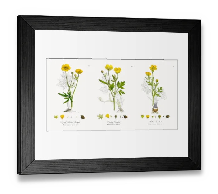Framed Print : Upright Meadow Crowfoot, Ranunculus eu-acris, Victorian Botanical Illustration, 1863 Framed Print : Upright Meadow Crowfoot, Ranunculus eu-acris, Victorian Botanical Illustration, 1863