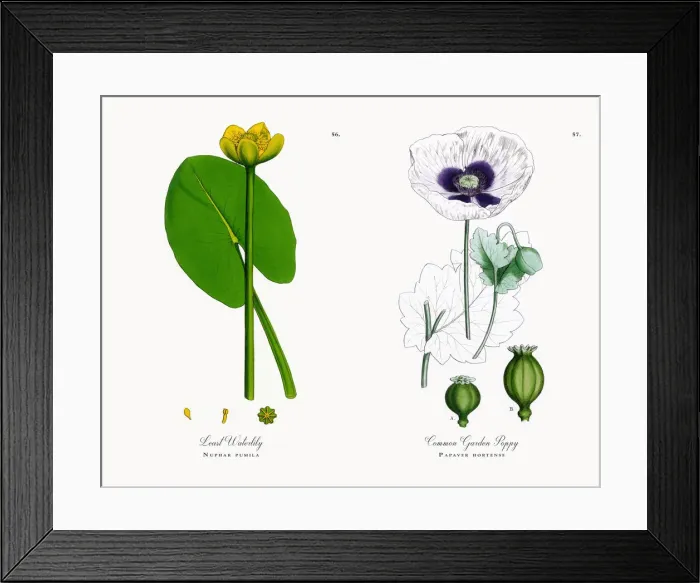 Framed Print : Least Waterlily, Nuphar pumila, Victorian Botanical Illustration, 1863 Framed Print : Least Waterlily, Nuphar pumila, Victorian Botanical Illustration, 1863