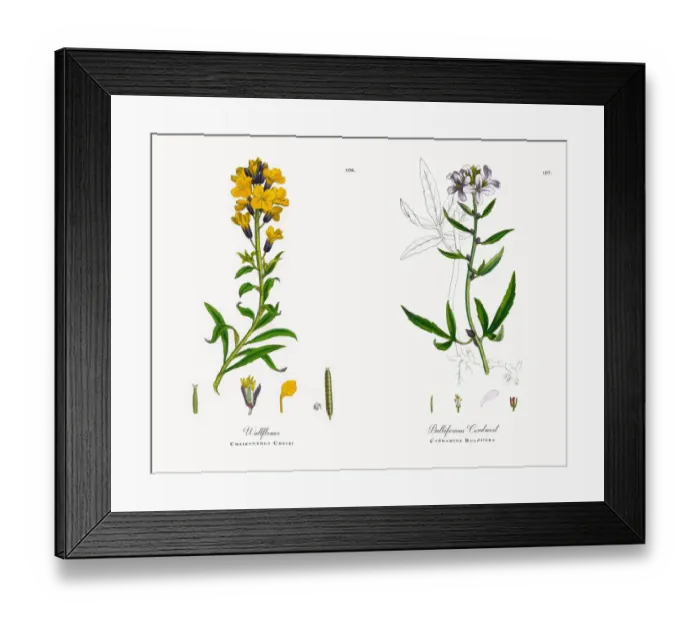Framed Print : Wallflower, Cheiranthus Cheiri, Victorian Botanical Illustration, 1863 Framed Print : Wallflower, Cheiranthus Cheiri, Victorian Botanical Illustration, 1863