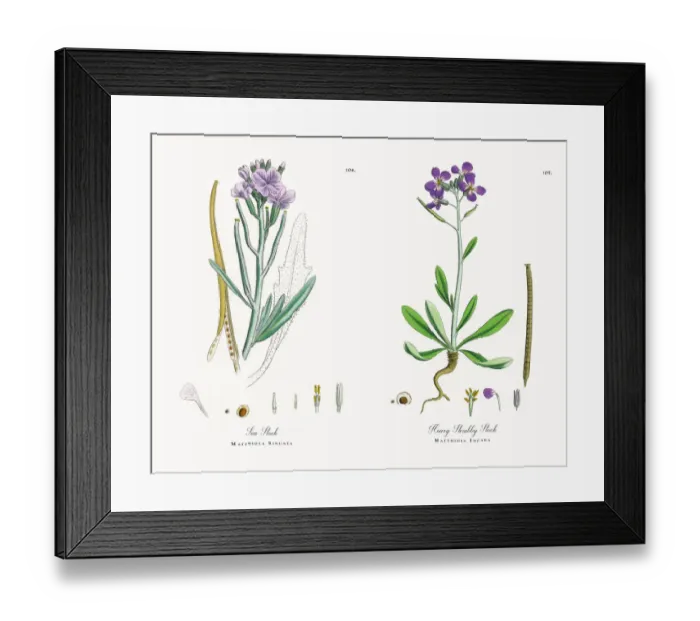 Framed Print : Sea Stock, Matthiola Sinuata, Victorian Botanical Illustration, 1863 Framed Print : Sea Stock, Matthiola Sinuata, Victorian Botanical Illustration, 1863