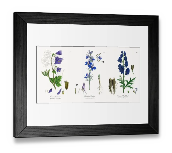 Framed Print : Common Columbine, Aquilegia vulgaris, Victorian Botanical Illustration, 1863 Framed Print : Common Columbine, Aquilegia vulgaris, Victorian Botanical Illustration, 1863