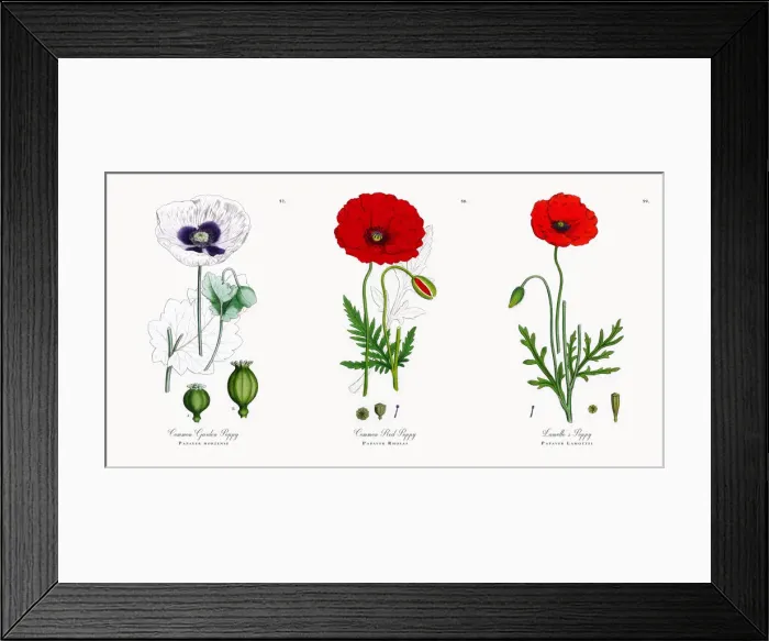 Framed Print : Common Garden Poppy, Papaver hortense, Victorian Botanical Illustration, 1863 Framed Print : Common Garden Poppy, Papaver hortense, Victorian Botanical Illustration, 1863