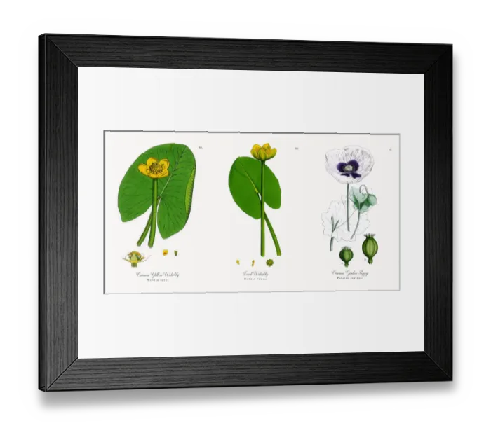 Framed Print : Common Yellow Waterlily, Nuphar lutea, Victorian Botanical Illustration, 1863 Framed Print : Common Yellow Waterlily, Nuphar lutea, Victorian Botanical Illustration, 1863