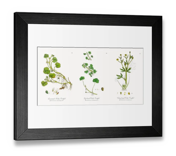 Framed Print : Lenormandas Water Crowfoot, Ranunculus Lenormandi, Victorian Botanical Illustration, 1863 Framed Print : Lenormandas Water Crowfoot, Ranunculus Lenormandi, Victorian Botanical Illustration, 1863