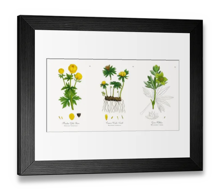 Framed Print : Mountain Globe Flower, Trollius europaeus, Victorian Botanical Illustration, 1863 Framed Print : Mountain Globe Flower, Trollius europaeus, Victorian Botanical Illustration, 1863