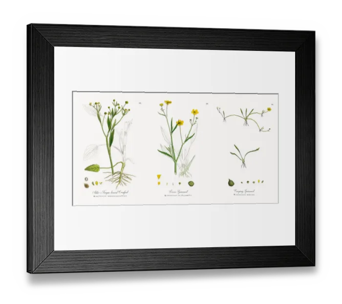Framed Print : Adderas Tongue-leaved Crowfoot, Ranunculus ophioglossifolius, Victorian Botanical Illustration, 1863 Framed Print : Adderas Tongue-leaved Crowfoot, Ranunculus ophioglossifolius, Victorian Botanical Illustration, 1863